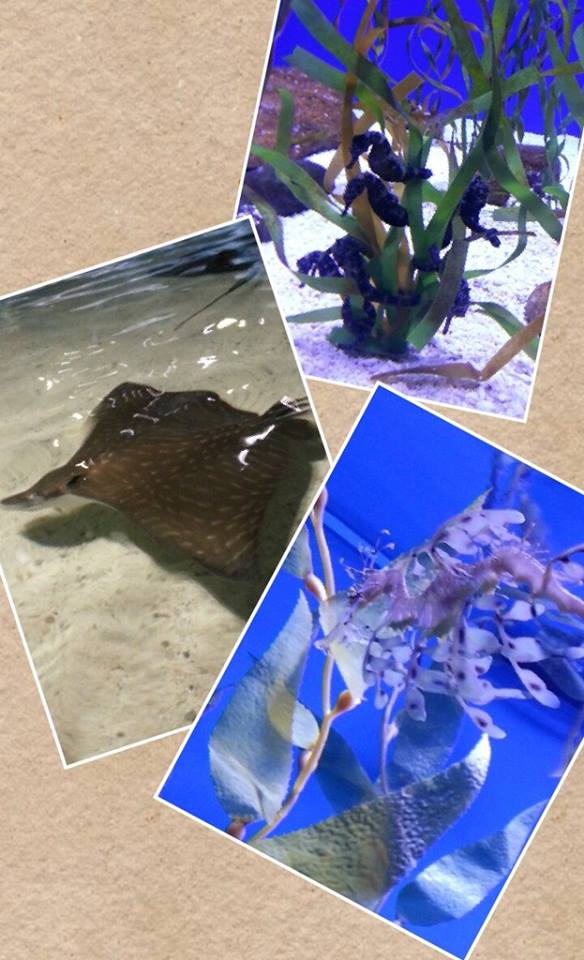 aquarium collage4