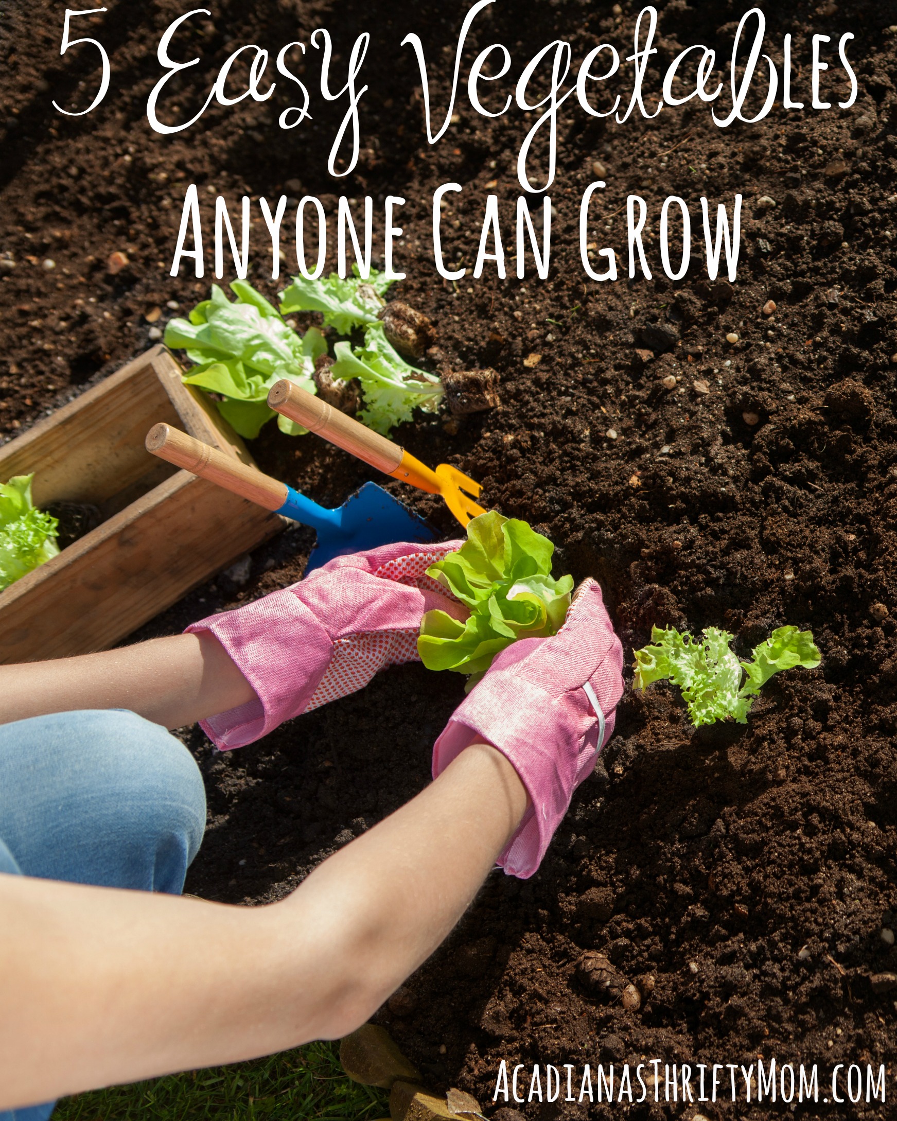 5 Easy Vegetables Anyone Can Grow