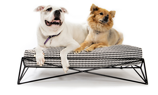 B & G Martin Has The Perfect Gift Your Pooch Will Love